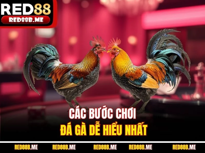 Các bước chơi đá gà dễ hiểu nhất