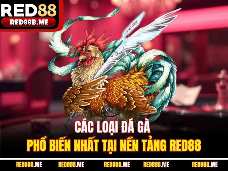 Các loại đá gà phổ biến nhất tại nền tảng RED88