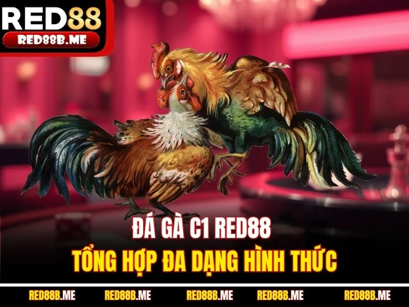 Đá gà C1 RED88 tổng hợp đa dạng hình thức