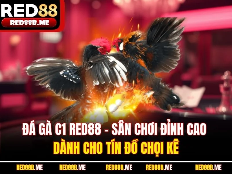 Đá Gà C1 RED88 – Sân Chơi Đỉnh Cao Dành Cho Tín Đồ Chọi Kê