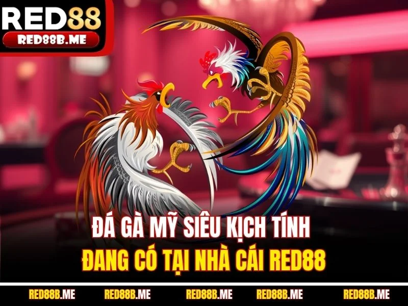 Đá gà Mỹ siêu kịch tính đang có tại nhà cái RED88