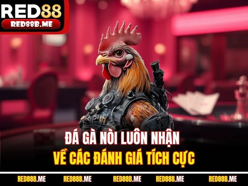 Đá gà nòi luôn nhận về các đánh giá tích cực