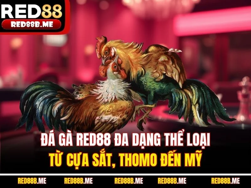 Đá gà RED88 đa dạng thể loại, từ cựa sắt, Thomo đến Mỹ