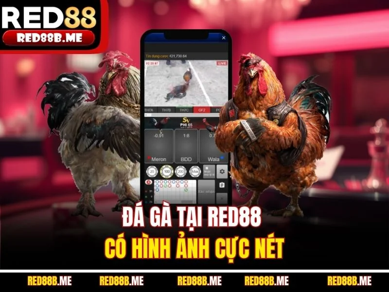 Đá gà tại RED88 có hình ảnh cực nét