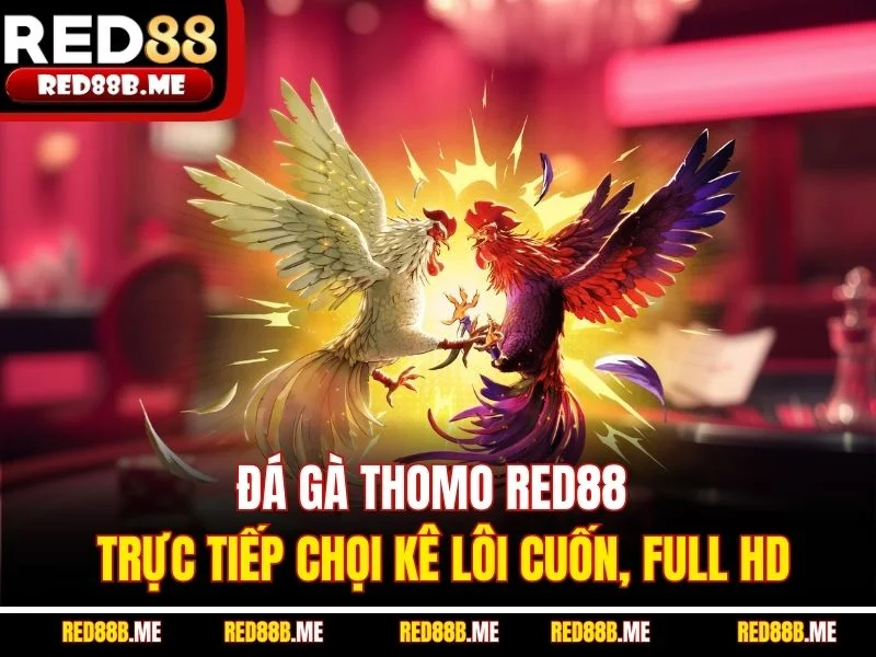 Đá Gà Thomo RED88 - Trực Tiếp Chọi Kê Lôi Cuốn, Full HD