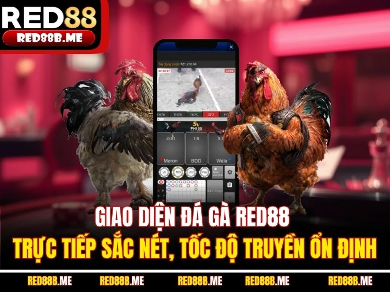 Giao diện đá gà RED88 trực tiếp sắc nét, tốc độ truyền ổn định