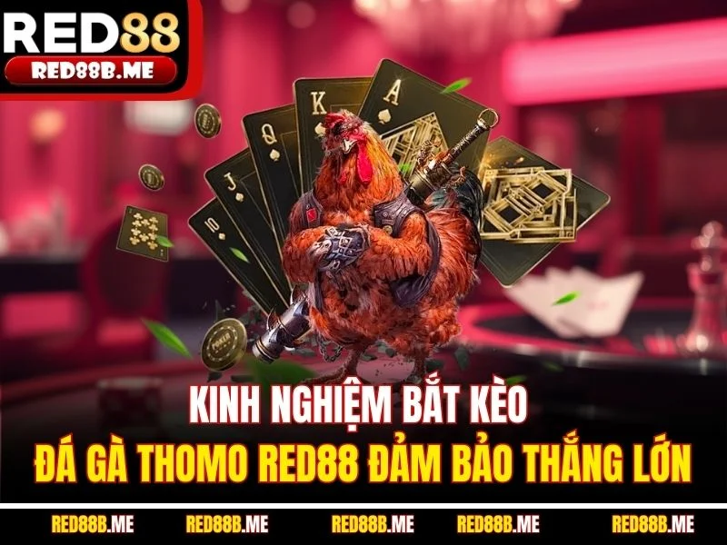 Kinh nghiệm bắt kèo đá gà Thomo RED88 đảm bảo thắng lớn