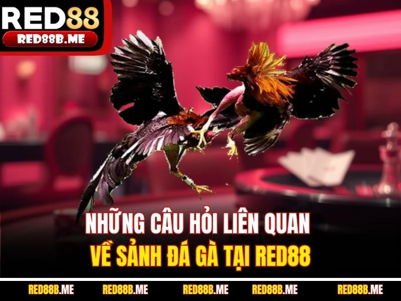 Những câu hỏi liên quan về sảnh đá gà tại RED88