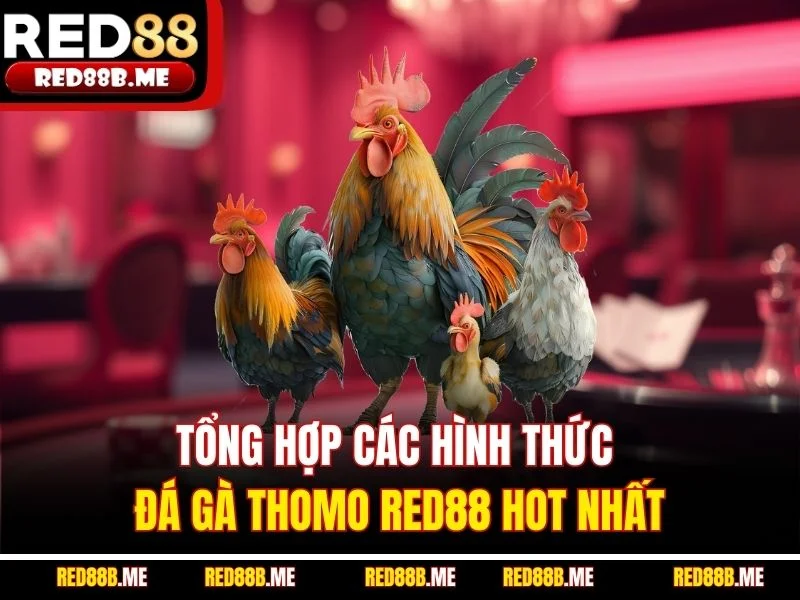 Tổng hợp các hình thức đá gà Thomo RED88 hot nhất